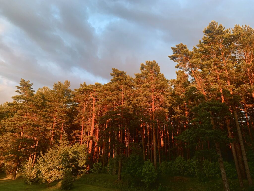 Päikeseloojang valgustab männimetsa